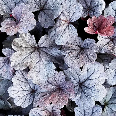 Heuchera