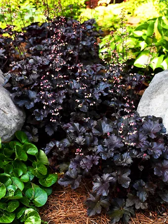 Black Pearl Heuchera