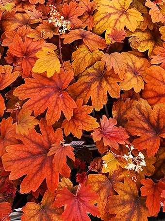 Sweet Tea Heucherella