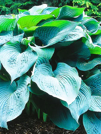 Big Daddy Hosta