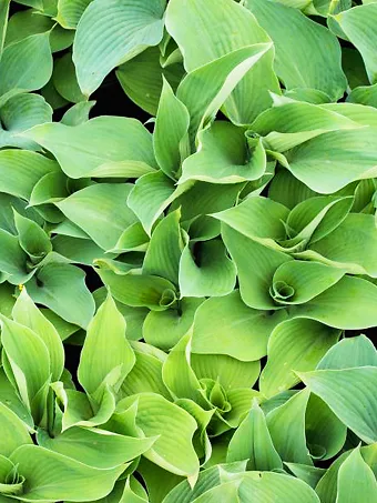 Blue Angel Hosta