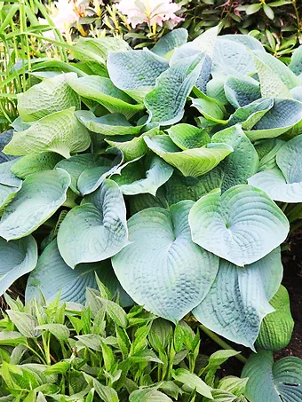 Elegans Hosta