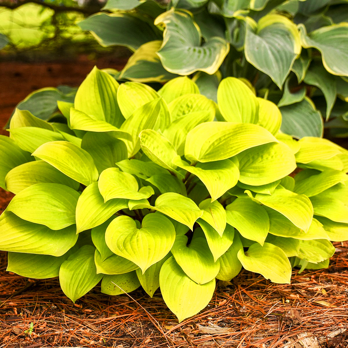 Fire Island Hosta For Sale Online The Tree Center