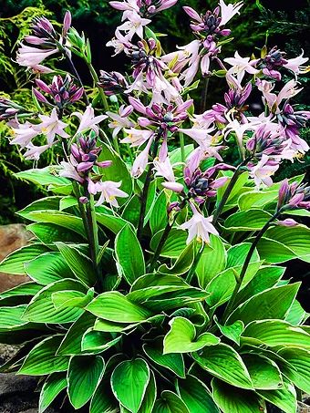 Francee Hosta