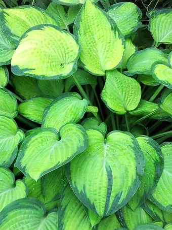 Frances Williams Hosta