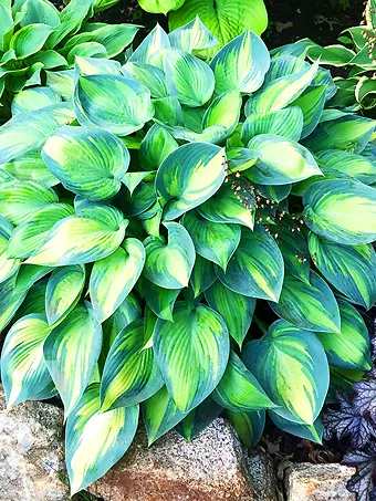 June Hosta