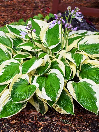 Patriot Hosta