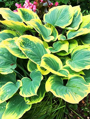 Seducer Hosta