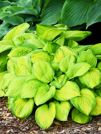 Stained Glass Hosta