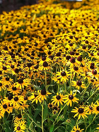 Little Goldstar Black-eyed Susan