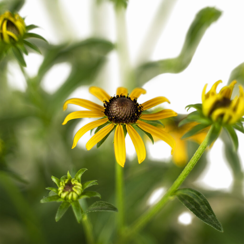 Little Goldstar Blackeyed Susan For Sale Online The Tree Center