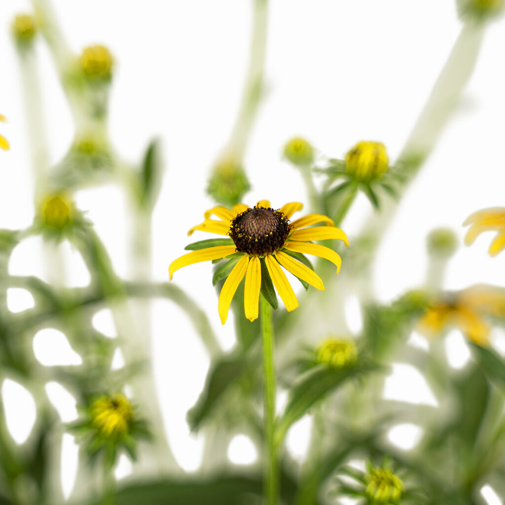 Little Goldstar Blackeyed Susan For Sale Online The Tree Center