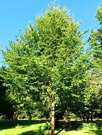 New Harmony American Elm