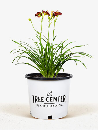 Pardon Me Daylily