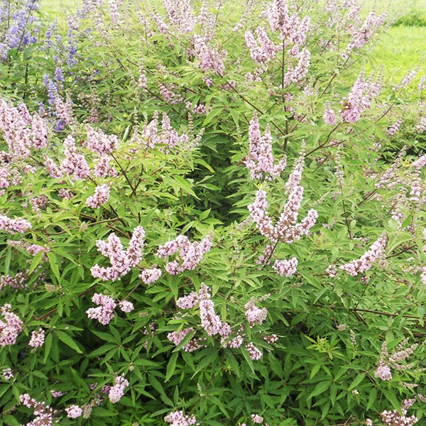 Pink Pinnacle Chaste Tree For Sale Online The Tree Center