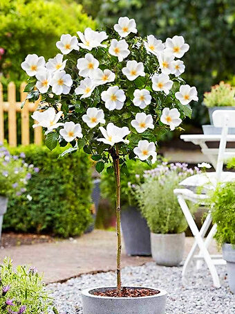 White Knock Out® Rose Tree