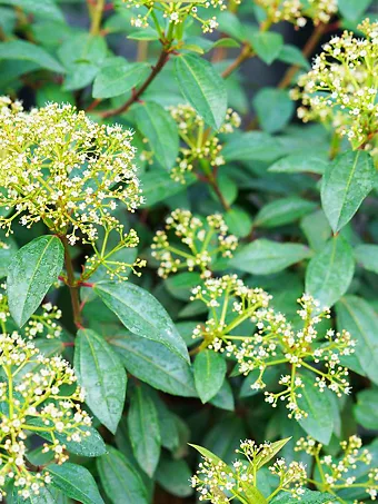 Yang Viburnum