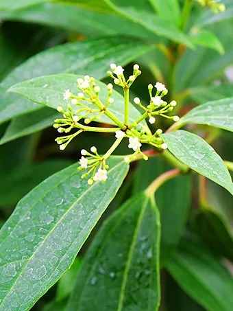 Yin Viburnum