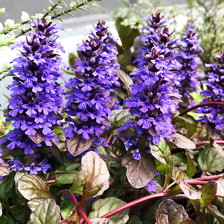 Ajuga
