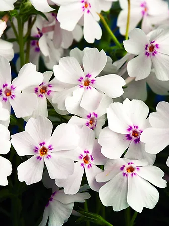 Amazing Grace Phlox