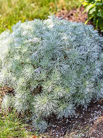 Silver Mound Wormwood Artemesia