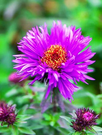 Purple Dome Aster