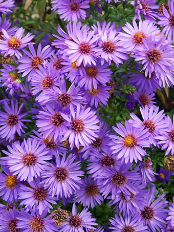 Wood's Purple Aster
