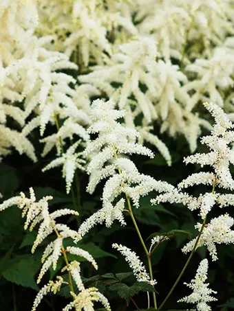 Deutschland Astilbe