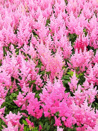 Rheinland Astilbe