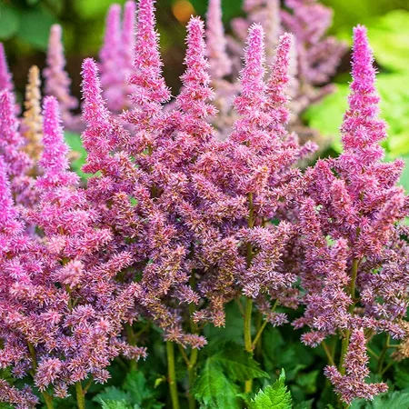 Astilbe