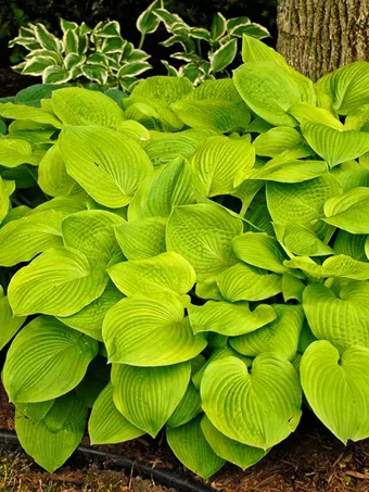 August Moon Hosta