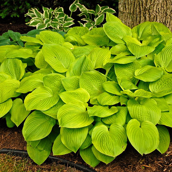August moon hosta for sale online the tree center