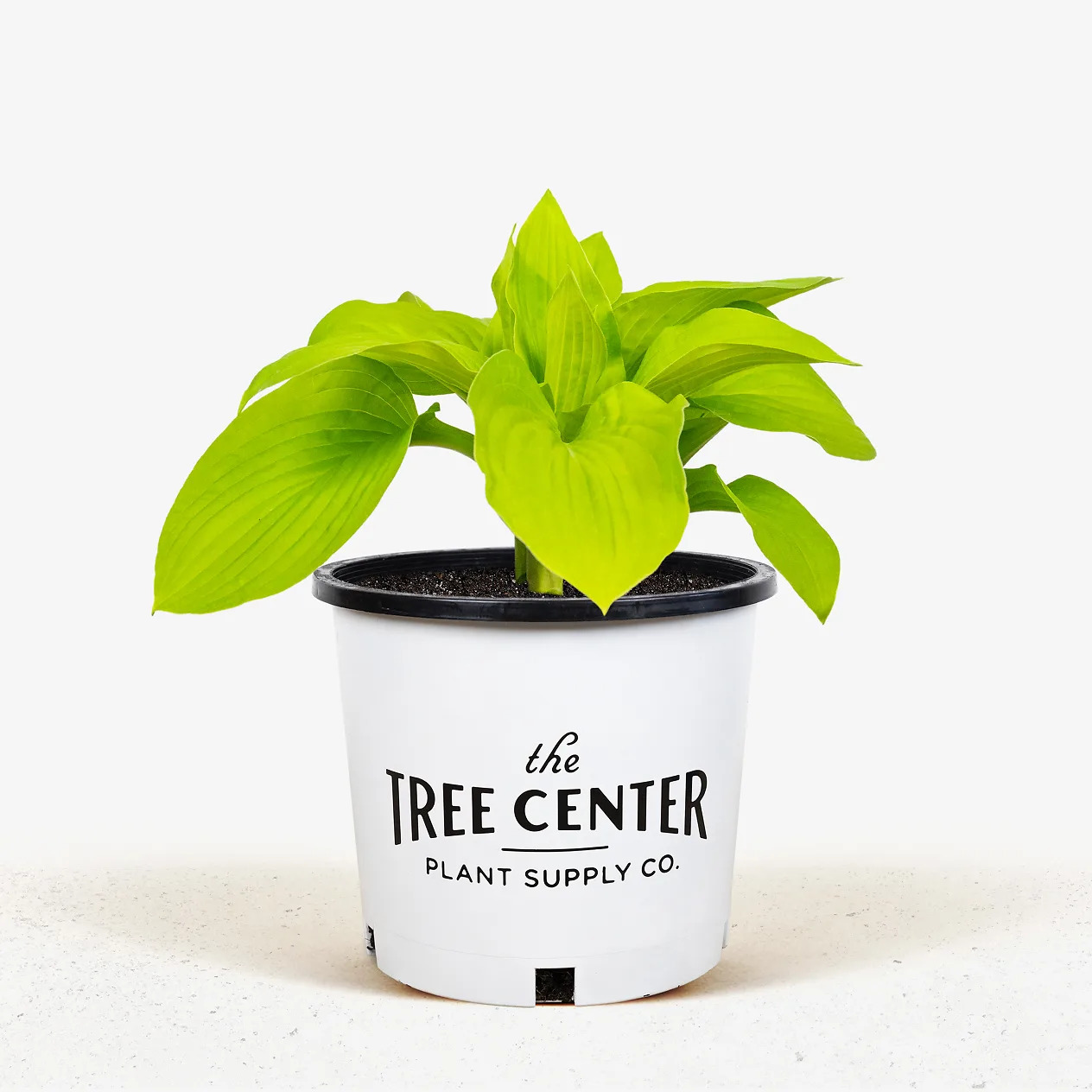 August moon hosta for sale online the tree center