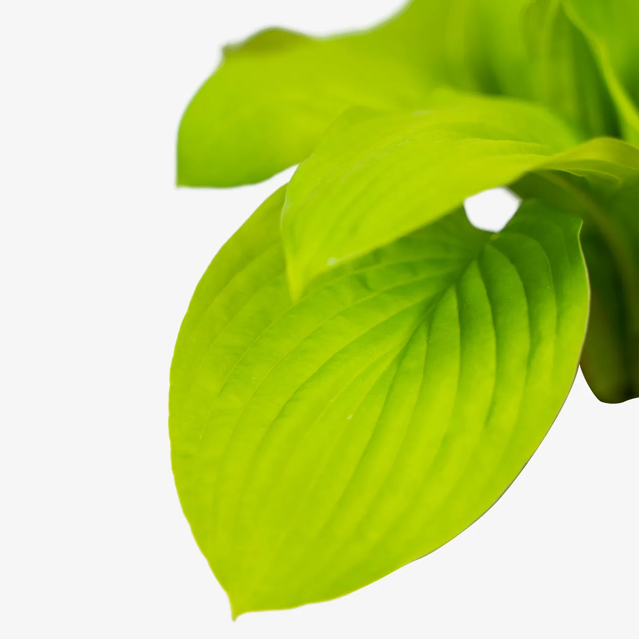 August Moon Hosta