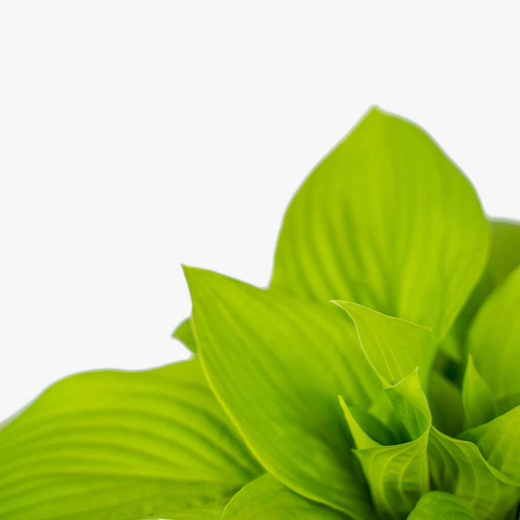August moon hosta for sale online the tree center