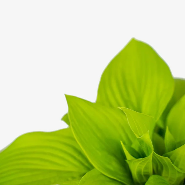 August moon hosta for sale online the tree center