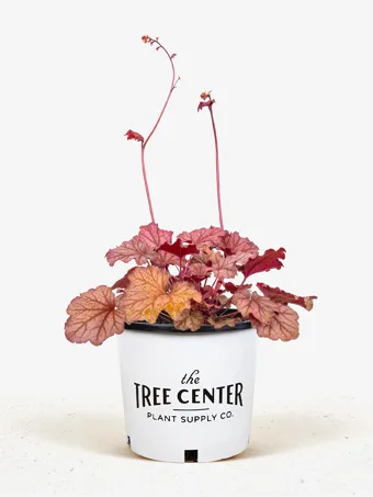 Berry Smoothie Heuchera