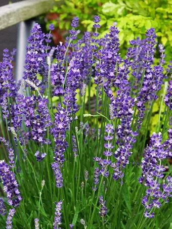 Big Time Blue Lavender