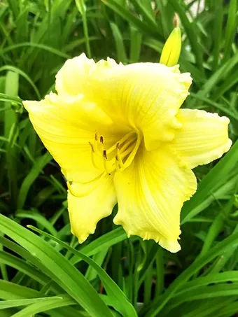 Big Time Happy Daylily