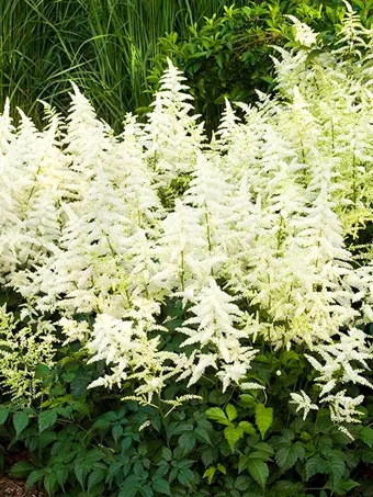 Bridal Veil Astilbe