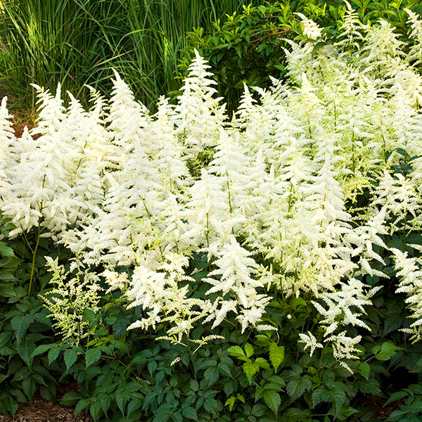 Bridal Veil Astilbe For Sale Online The Tree Center