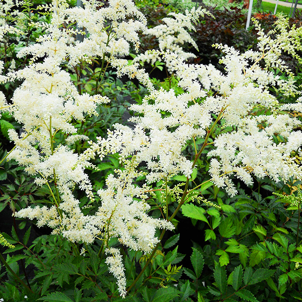 Bridal Veil Astilbe For Sale Online The Tree Center