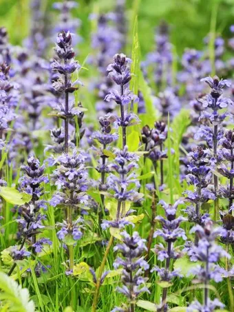 Bronze Beauty Ajuga