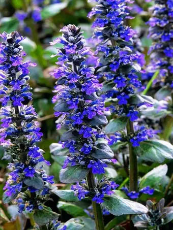 Caitlins Giant Ajuga
