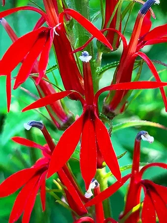 Cardinal Flower