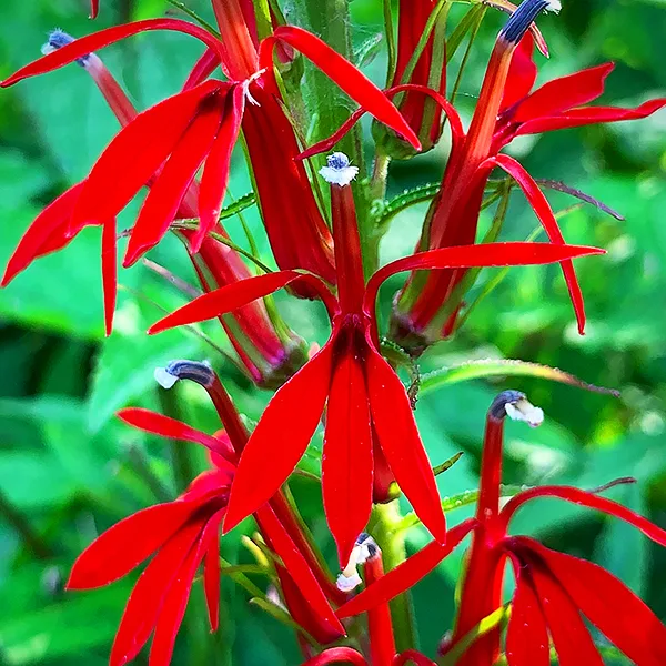 Cardinal Flower For Sale Online | The Tree Center