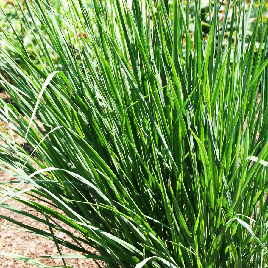 Cloud Nine Switch Grass Tree For Sale Online The Tree Center