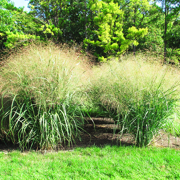 Cloud Nine Switch Grass Tree For Sale Online The Tree Center