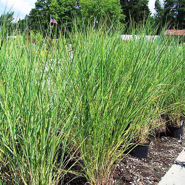 Cloud Nine Switch Grass Tree For Sale Online The Tree Center