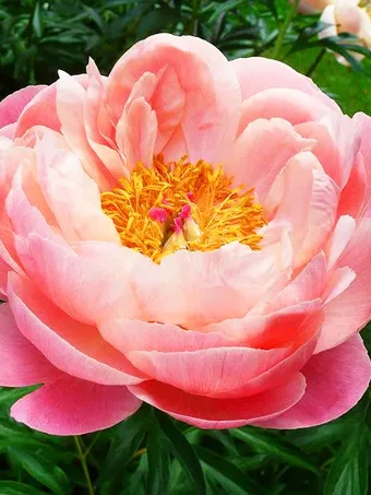 Coral Charm Peony